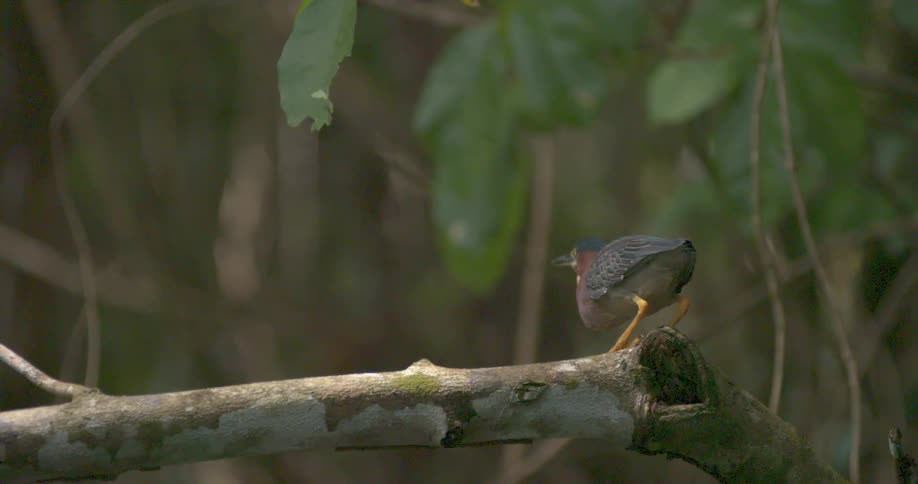 A bird sitting on a tree branch takes off and flies away
