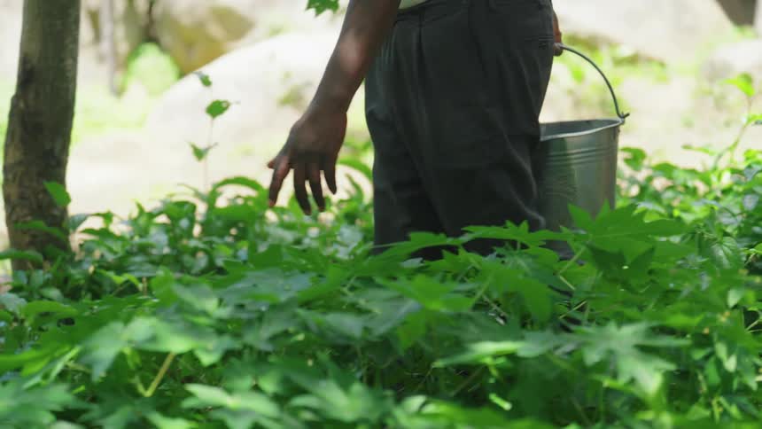 Leg of a man walking through an agricultural area carrying a metal bucket