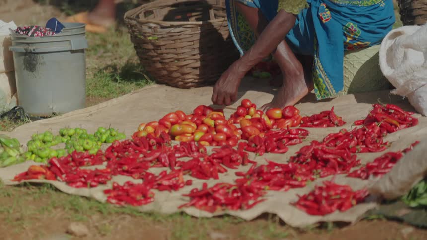 A person is sorting and arranging red chili peppers and tomatoes on a mat with a basket and a bucket nearby