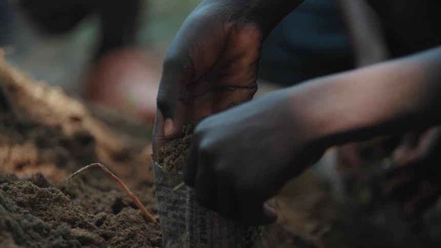 Pair of hands of people putting fertilizer in a plastic bag in seedling production