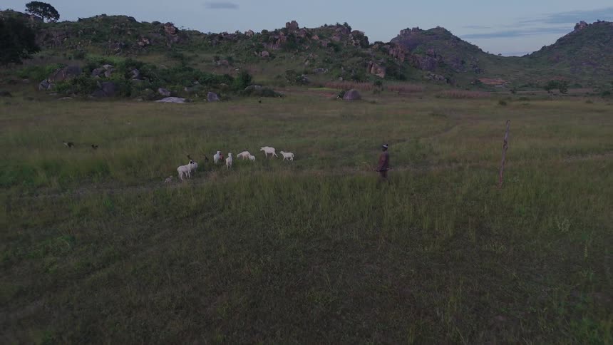 A person walks through a field swinging a stick around among a group of sheep and cows