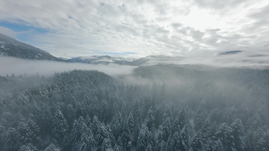 Drone Shot of an Endless Snow-Covered Forest in Winter