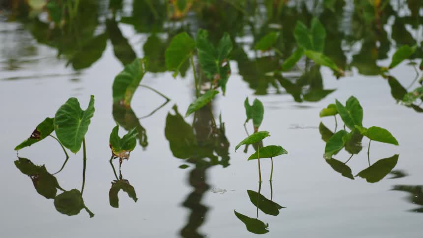Greenleafed aquatic plants emerge from the water reflecting their image on the surface