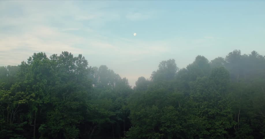 A hazy overcast sky mutes the lush green treetops of a dense forest canopy as the full moon descends toward the horizon