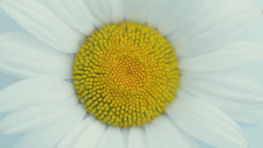 Close up of a spinning daisy flower