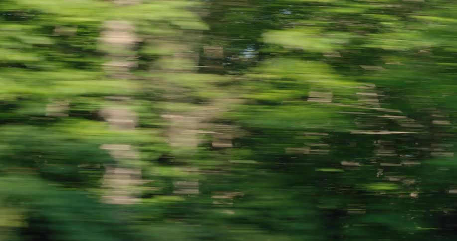Driving through dense greenish forest