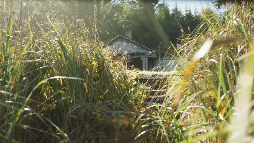 Tall weeds are growing near a light blue dilapidated house in a rural setting