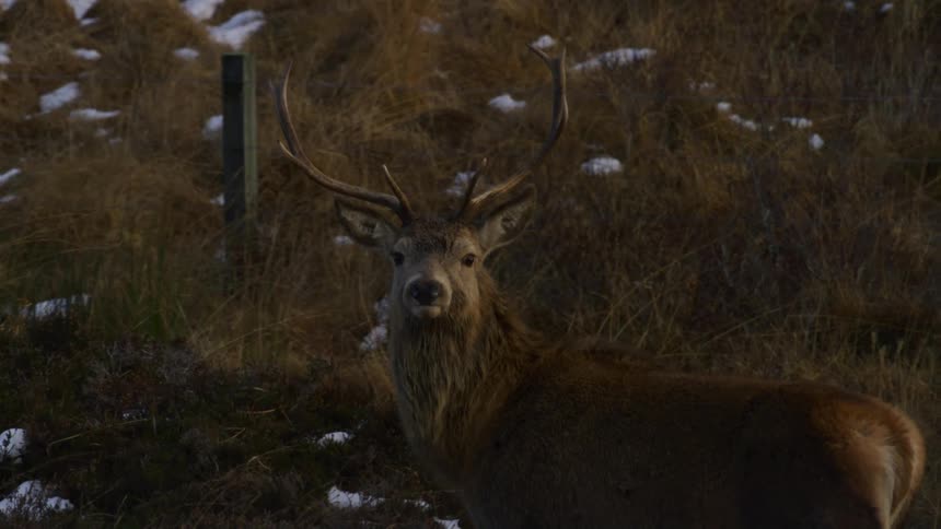 A bull elk is standing on a hillside on a breezy winter day