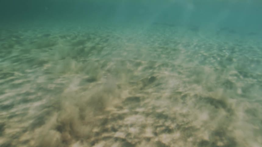 An underwater view shows rippled sand on the seabed transitioning into slightly murky lighter water with several small fish swimming near the bottom