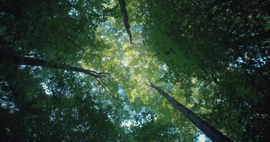A view from the bottom of a forest with huge trees with green leaves and a blue sky