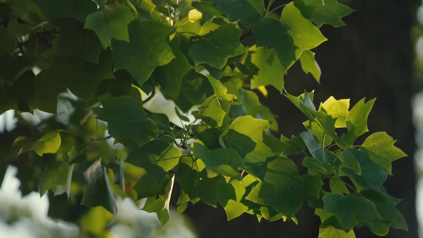 Wind blows the leaves on the branch