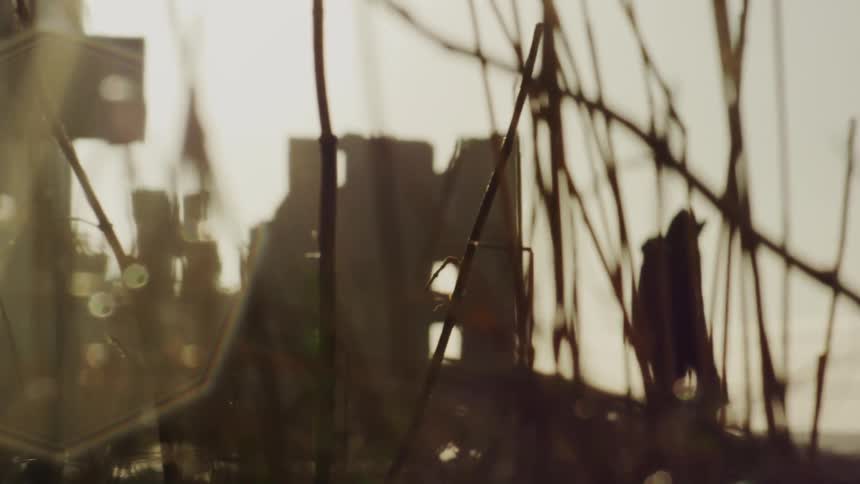 Silhouette of a person in a field