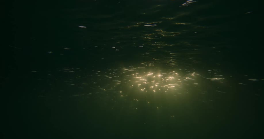 Underwater vision with beams of golden light penetrating the surface of the dark water