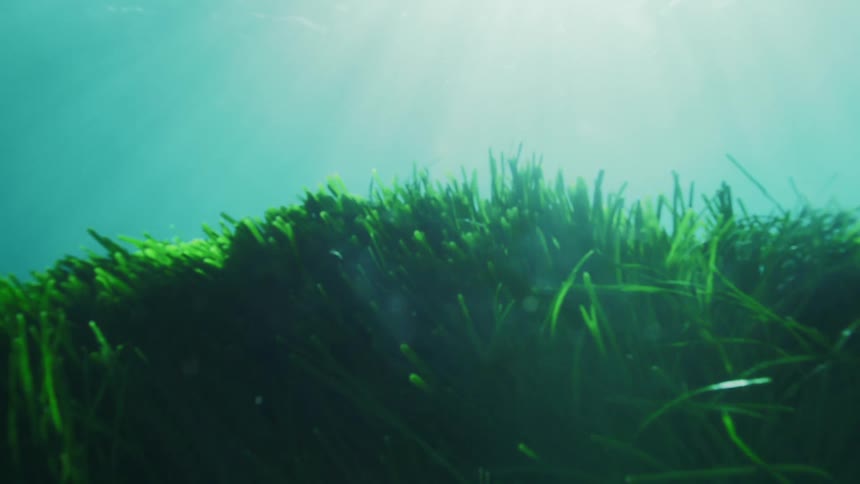 Underwater vibrant green sea grass dances in the current illuminated by sunlight filtering through the surface