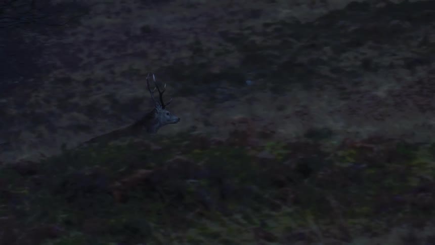 An elk runs across a rural road and up a hillside at dusk