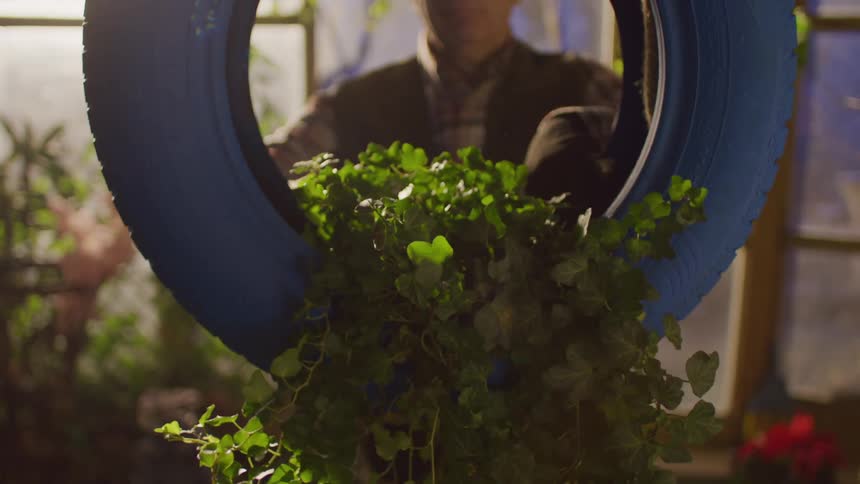 A person is seen through the center of a blue tire that is being used as a planter for green leafy plants with a background of a greenhouse or indoor garden