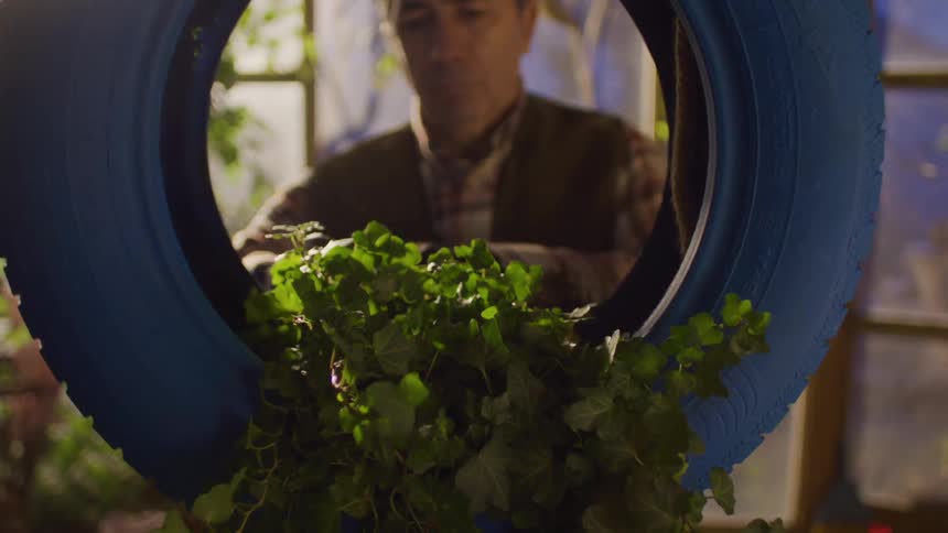 Man arranging a green plant in a blue tire