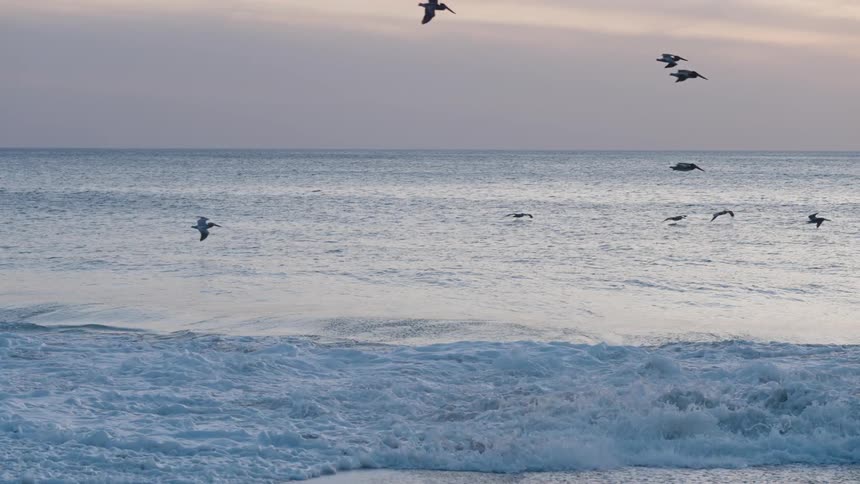 A flock of seagulls swoops down toward the breaking waves partially silhouetted against the soft hues of sunset