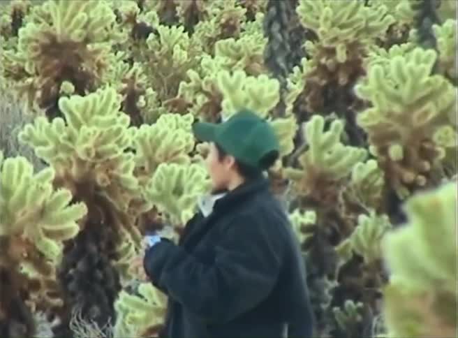 Woman standing in a patch of cholla cacti growing near a mountain takes a picture