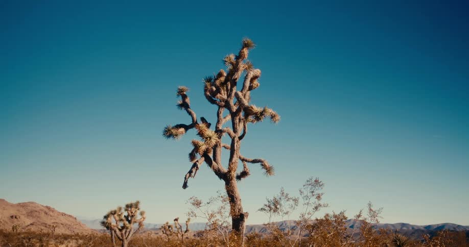 A small tree in a desert against a blue sky