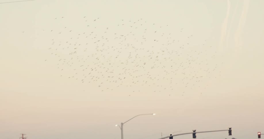 Horde of birds flying in a cloudy sky