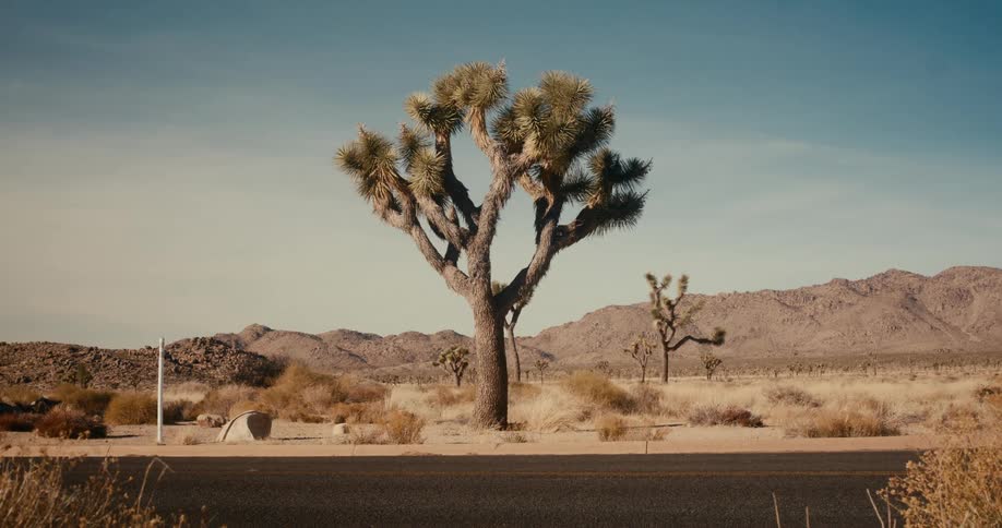 Desert tree next to a highway with mountains in the background