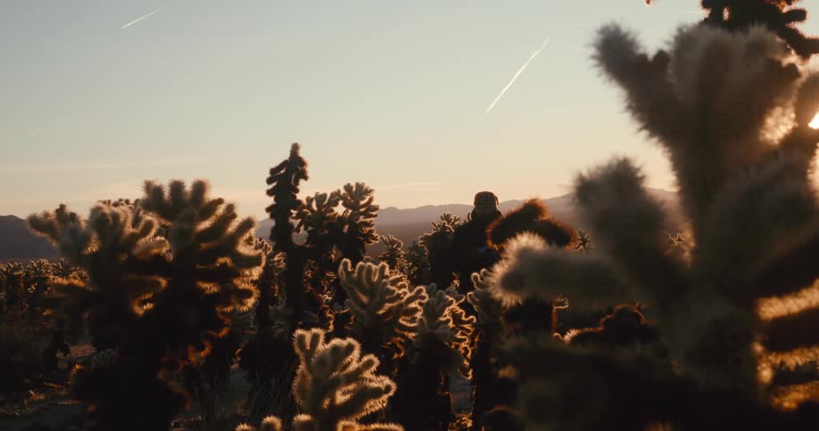 Man hiking in an area with desert trees