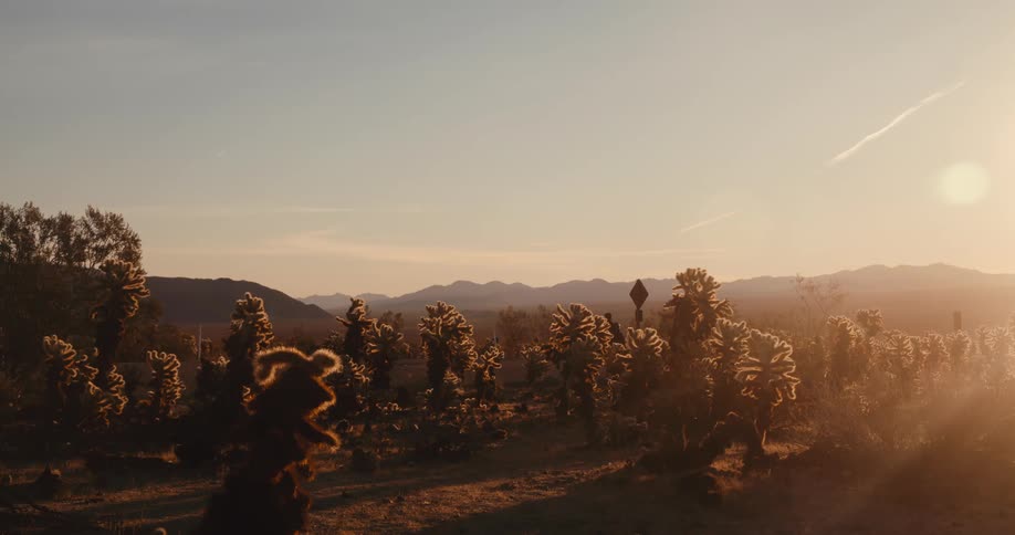 A sunlit desert landscape features two silhouetted figures walking amongst flowering desert plants in the foreground with distant mountains fading into a hazy horizon under a vast sky