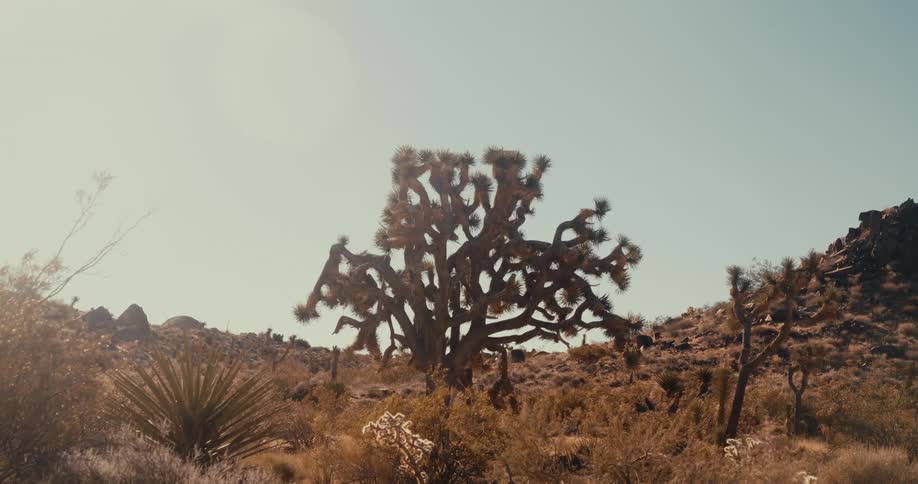 Desert trees in a valley