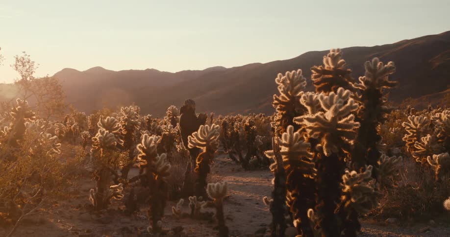 A person is taking pictures among a dense field of cholla cacti at sunset with mountains in the background