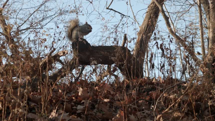 A squirrel sitting on a large branch on a tree that is near the ground