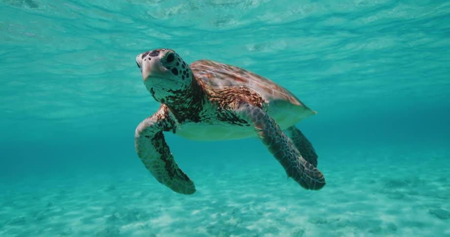 A sea turtle swims in clear turquoise water over a sandy ocean floor