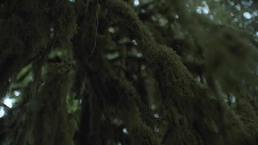 View upwards of a forest with mosses