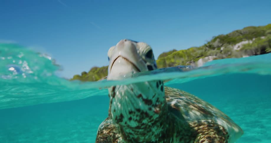 An underwater sea turtle emerges from the crystalclear water to take a breath revealing a rocky coastline in the background as they dive back into the water