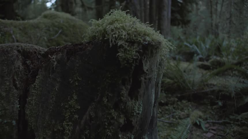 Cut tree trunk is covered in green moss in a dark dense forest