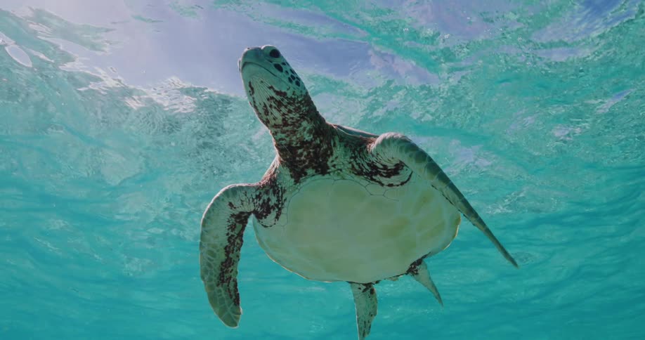A sea turtle swims towards the surface of clear blue water its reflection visible above it