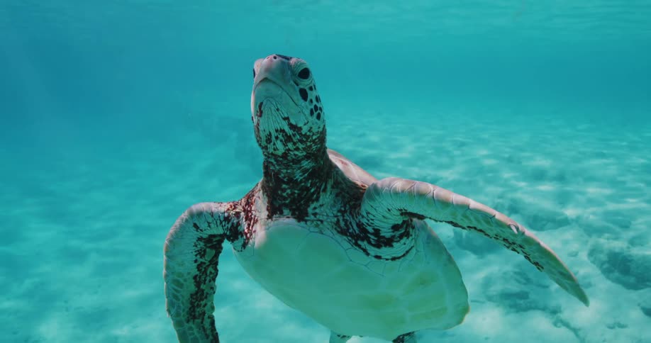 Sea turtle swims near the seafloor through blue water during the day