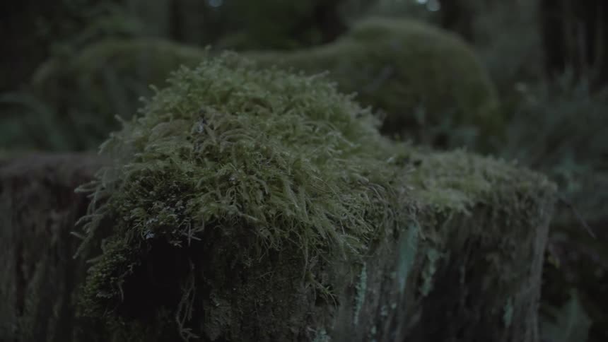 Dense moss covers a stump in the forest during the day