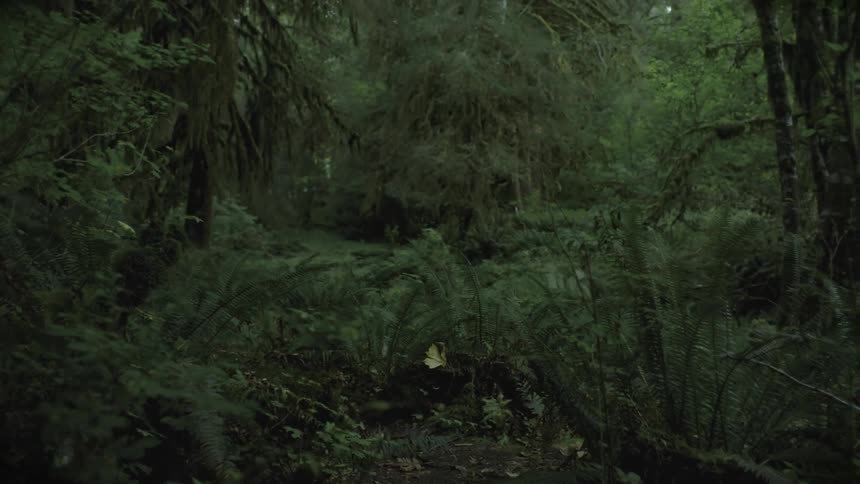 A dense forest scene showcases lush greenery and intricate details of the natural environment