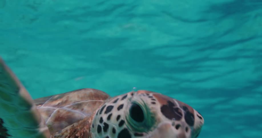 Turtle swims in crystal clear turquoise waters