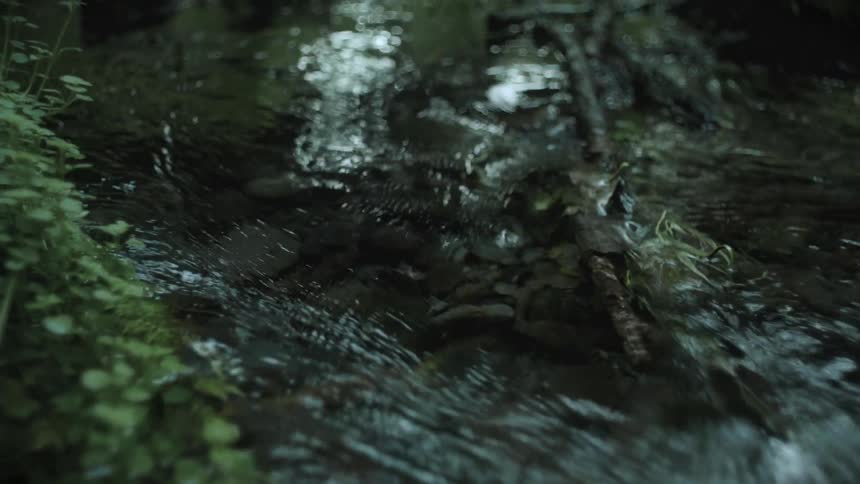 A small forest stream flows around mossy sticks and sprouting green vegetation