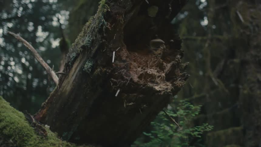 A person wearing a denim jacket is reaching out to touch a large fallen tree trunk covered in moss in the forest
