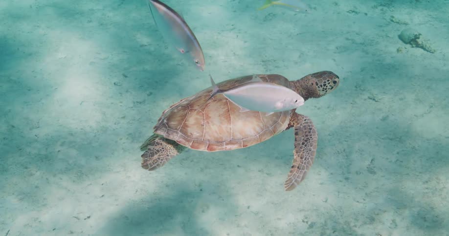 A sea turtle swims in clear turquoise water over a sandy ocean floor accompanied by tropical fish
