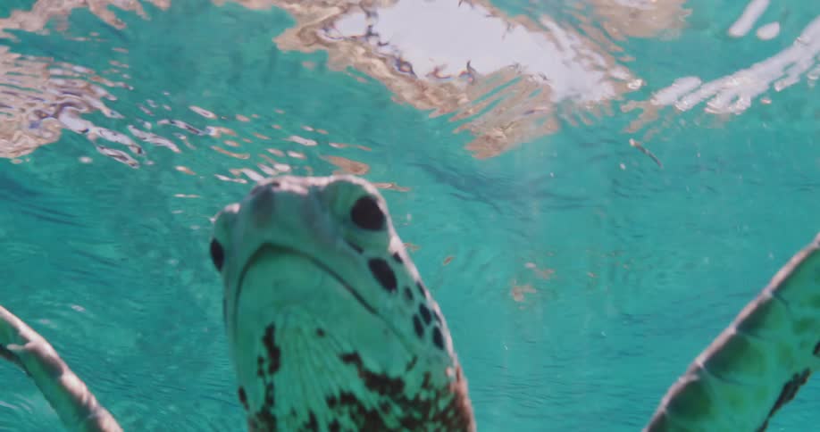 A sea turtles head and neck shows its patterned scales and dark round eye in clear blue water
