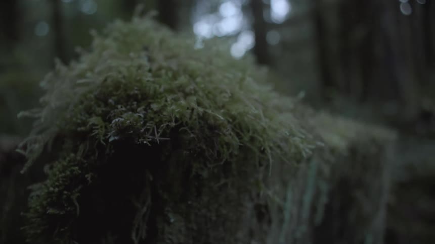 A closeup captures this mossy growth on a tree stump in a dense rainforest as the view shifts from right to left