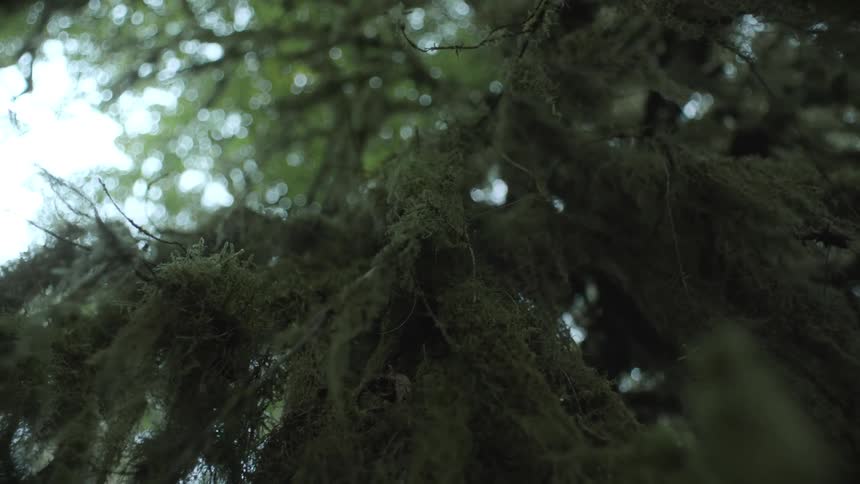 Mosscovered tree branches are seen from a low angle