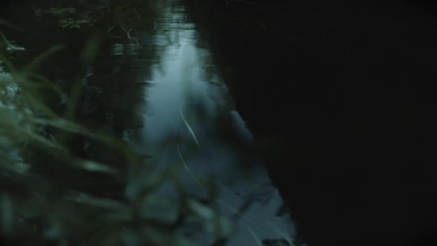 Underwater plants shift under the reflection of the sky during the day