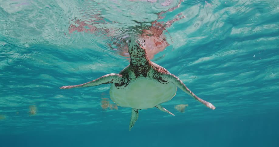 Turtle swimming near the surface of the ocean
