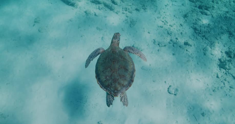 A turtle swims underwater