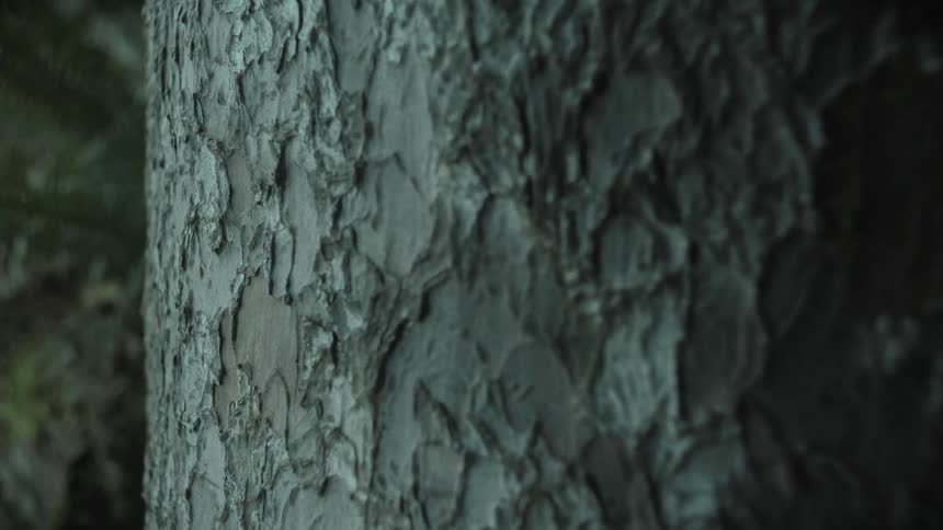 A close up clip of a tree trunk